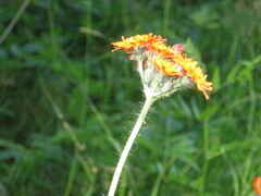 Pilosella aurantiaca