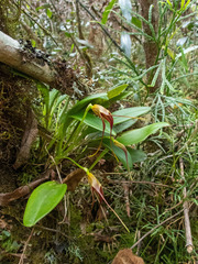 Masdevallia ustulata