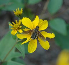 Poecilanthrax lucifer