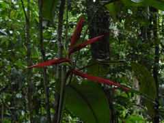 Heliconia acuminata