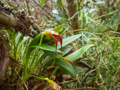 Masdevallia ustulata