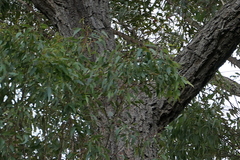 Eucalyptus paniculata