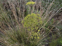 Notobubon ferulaceum