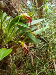 Masdevallia ustulata