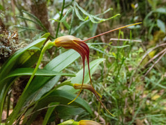 Masdevallia ustulata