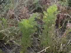 Notobubon ferulaceum