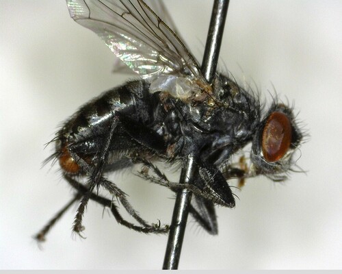 iNaturalist observation photo of Common Flesh Flies