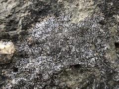 Phaeophyscia sciastra