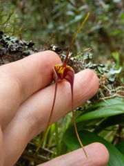 Masdevallia ustulata