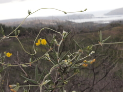 Rhynchosia leucoscias