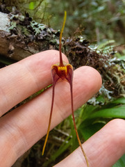 Masdevallia ustulata