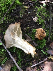 Helvella costifera