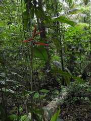 Heliconia acuminata