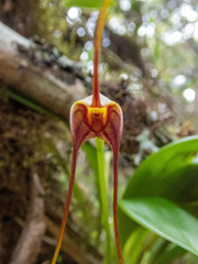 Masdevallia ustulata