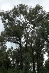 Eucalyptus paniculata