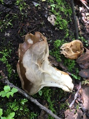 Helvella costifera