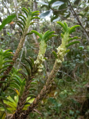 Fernandezia crystallina