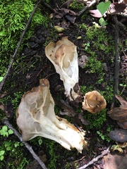 Helvella costifera
