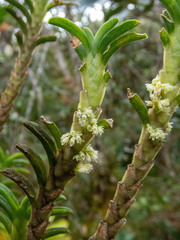 Fernandezia crystallina