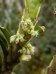 Fernandezia crystallina