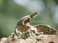 Sceloporus dugesii