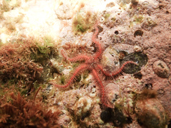 Ophiactoidea