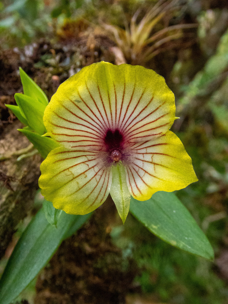 Telipogon lehmannii