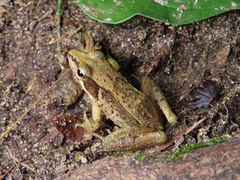 Rana japonica