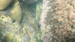 Plectropomus areolatus