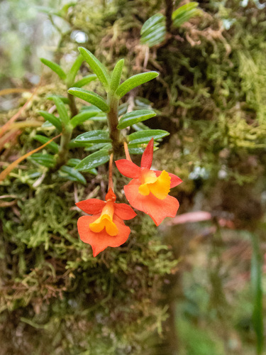 Fernandezia subbiflora