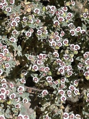 Euphorbia polycarpa