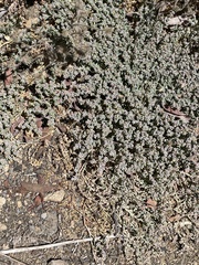 Euphorbia polycarpa