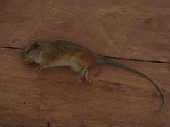 Dactylomys dactylinus