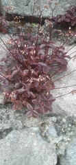 Oxalis spiralis