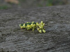 Callibia diana