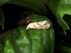 Platphalonidia
