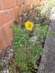 Solanum fructu-tecto