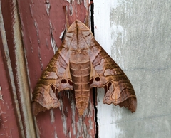Marumba spectabilis
