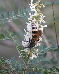 Dielis plumipes