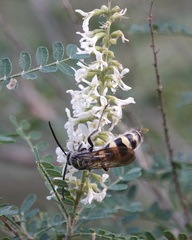 Dielis plumipes