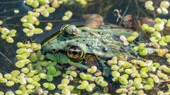 Pelophylax