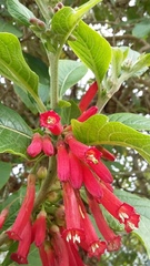 Iochroma coccineum