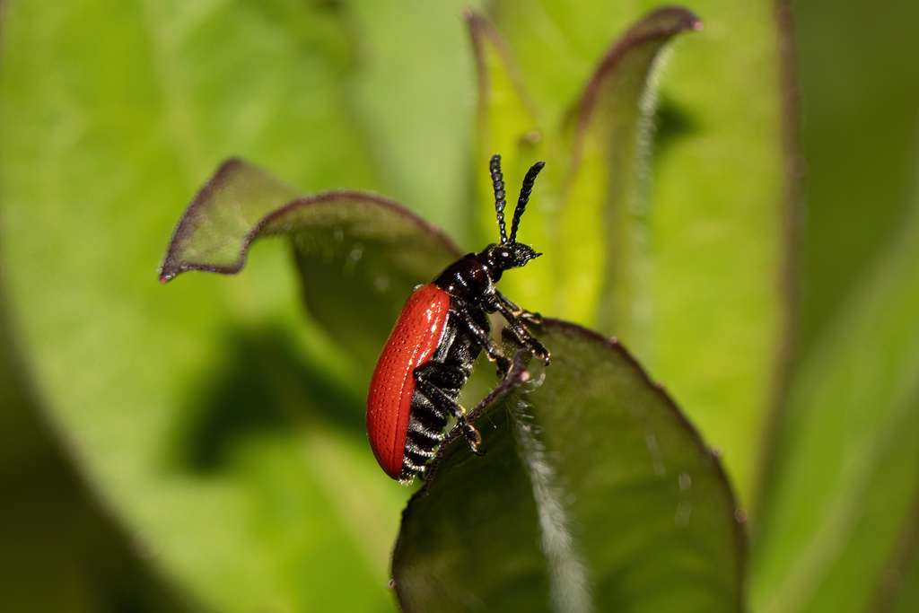 Air Potato Leaf Beetle