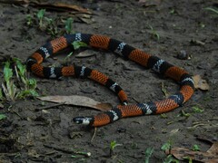 Atractus latifrons