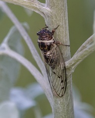 Diceroprocta marevagans