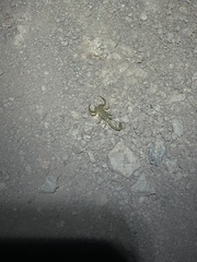 Paravaejovis confusus