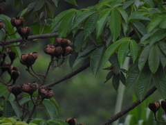 Cochlospermum orinocense