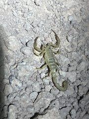 Paravaejovis confusus