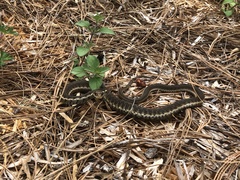 Thamnophis chrysocephalus