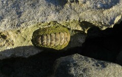 Acanthopleura gemmata